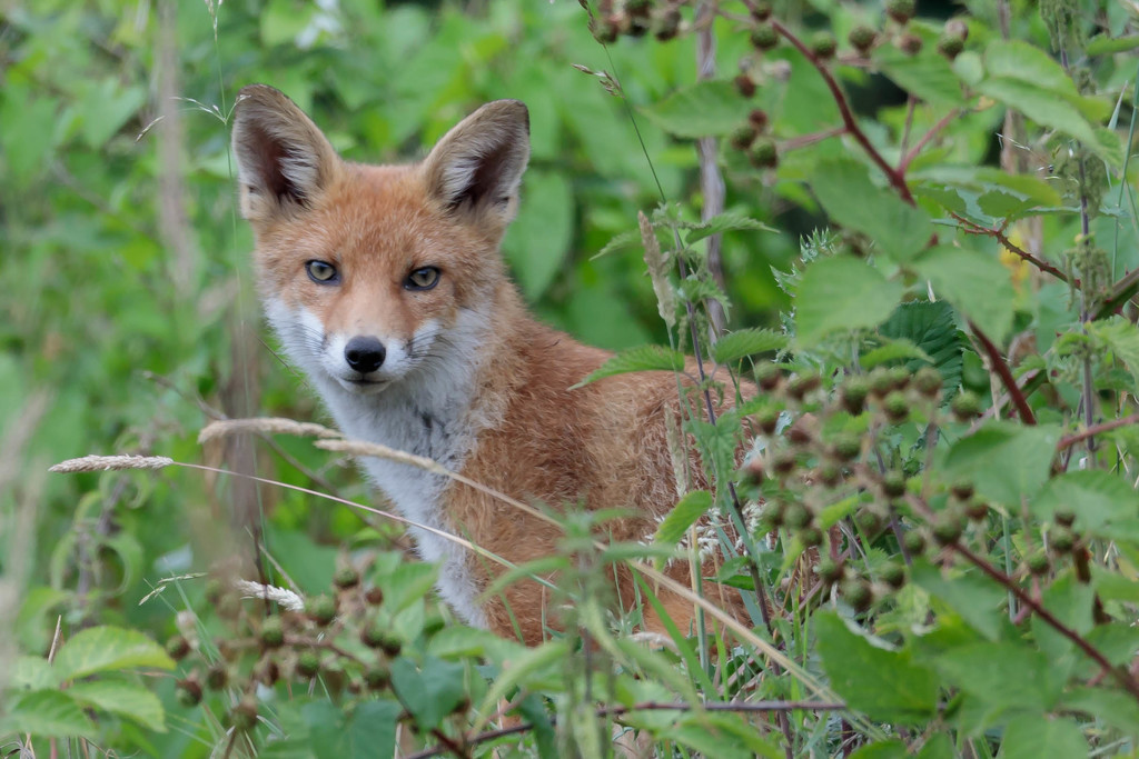 Fox cub is growing by padlock