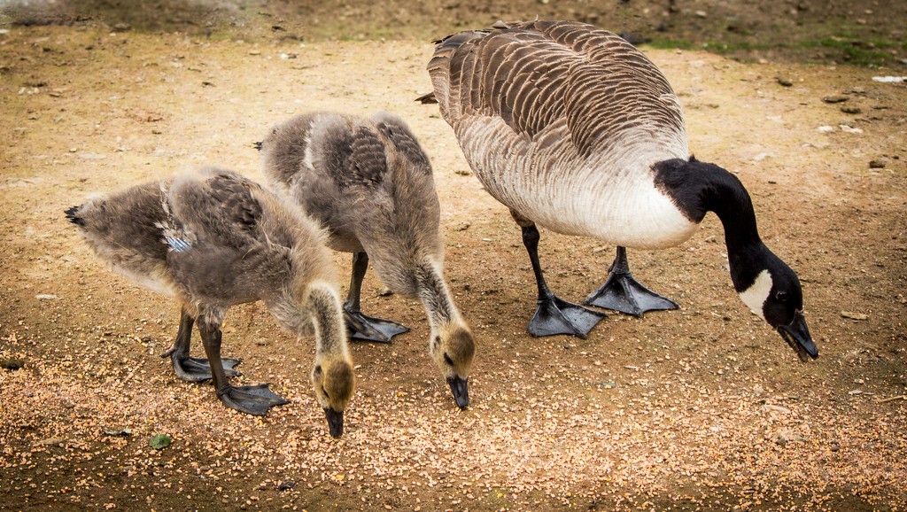 Baby Geese by swillinbillyflynn