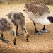 Baby Geese by swillinbillyflynn