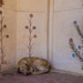 175 - Let sleeping dogs lie by bob65