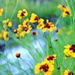 Wildflowers by a Stream by lynnz
