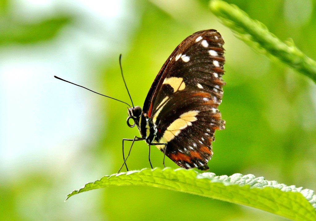 butterfly by lynnz