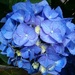Blue Hydrangea by bigmxx