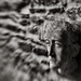 Wall Face - Lensbaby Style... by vignouse