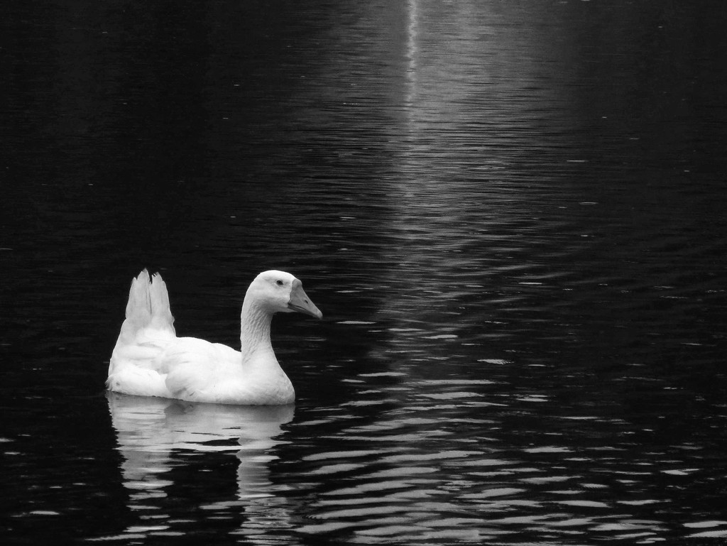 Little White Duck  by grammyn