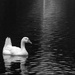 Little White Duck  by grammyn