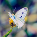 Butterfly by joysfocus
