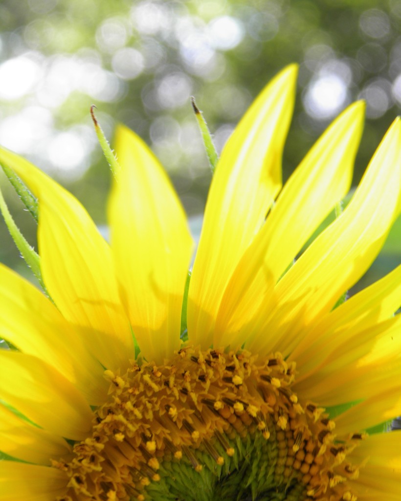 Sunny Sunflower by daisymiller