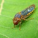 Leafhopper Eye by cjwhite