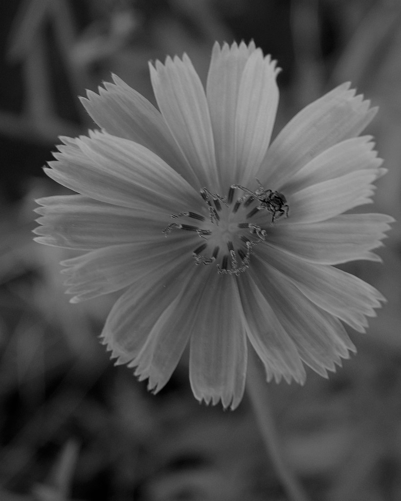 Chicory in BW by daisymiller