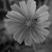 Chicory in BW by daisymiller