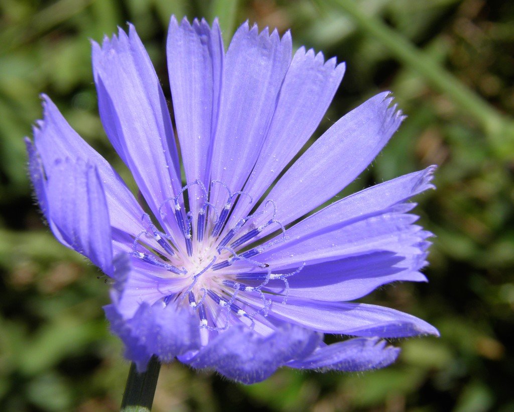 Chicory by daisymiller