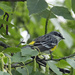 Yellow-rumped Warbler by gaylewood