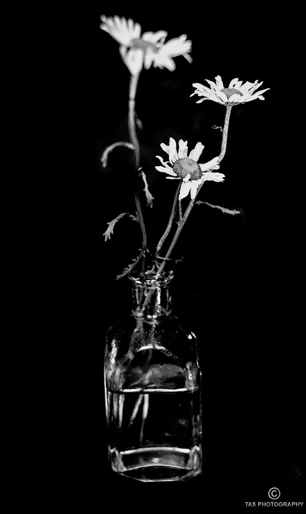 Daisies in a Jar by tosee