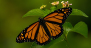 29th Jun 2017 - Monarch Butterfly!!!
