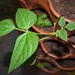 Green Bean plant by sandlily