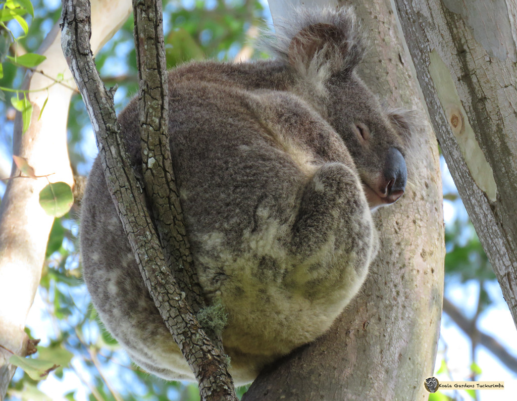 firm pillow by koalagardens