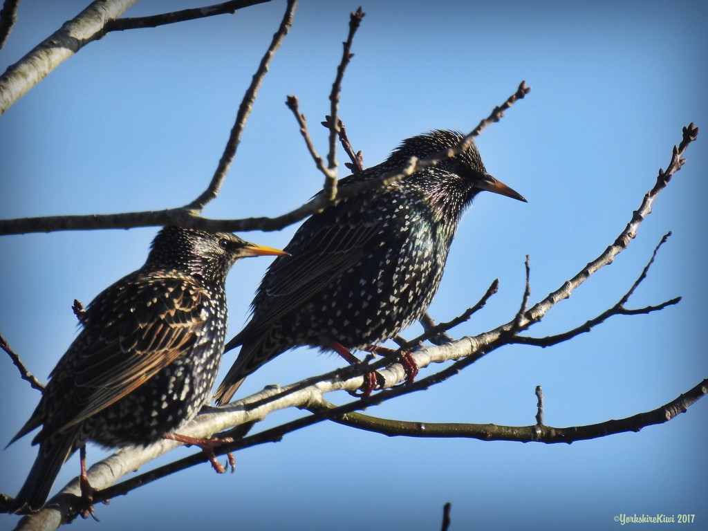 two Starlings by yorkshirekiwi