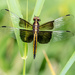 Golden Dragonfly Landscape by rminer