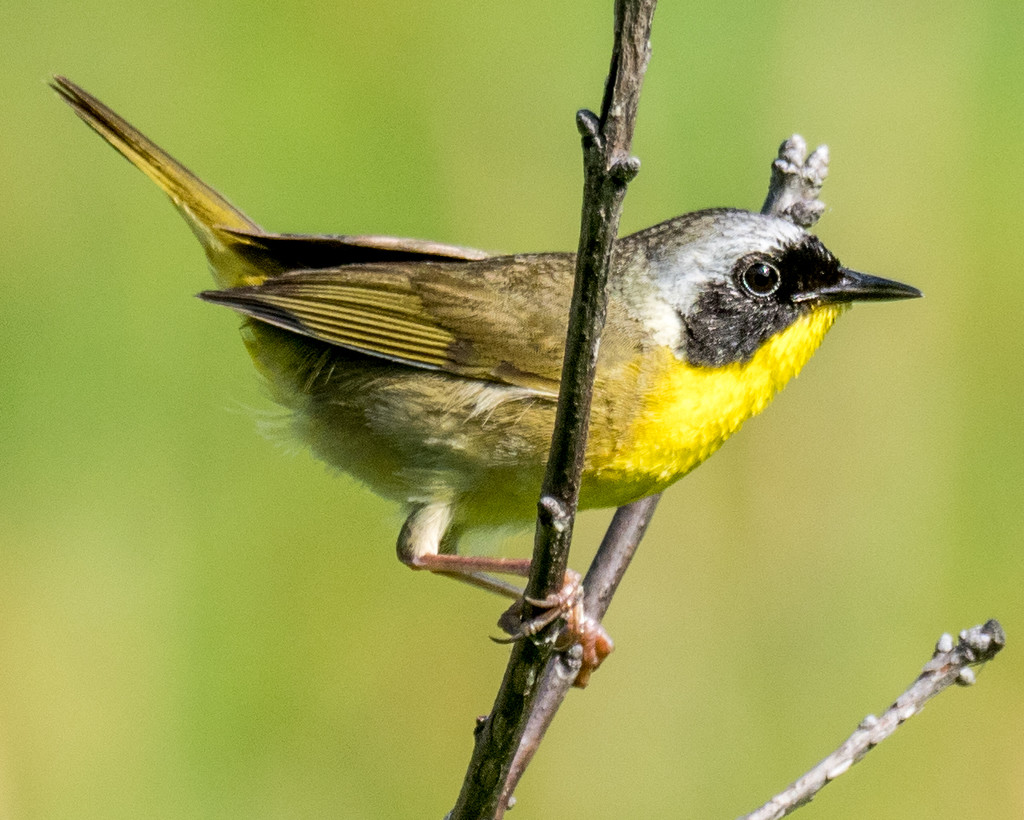 Common Yellowthroat by rminer