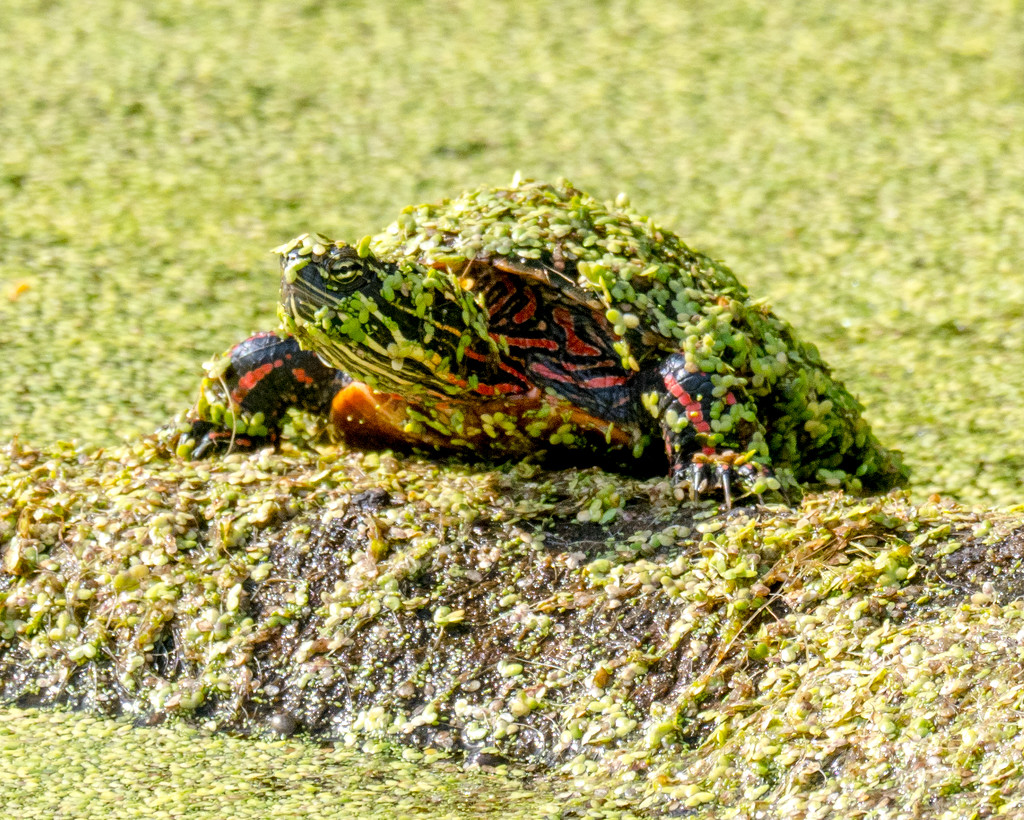 Duckweed Covered Turtle by rminer