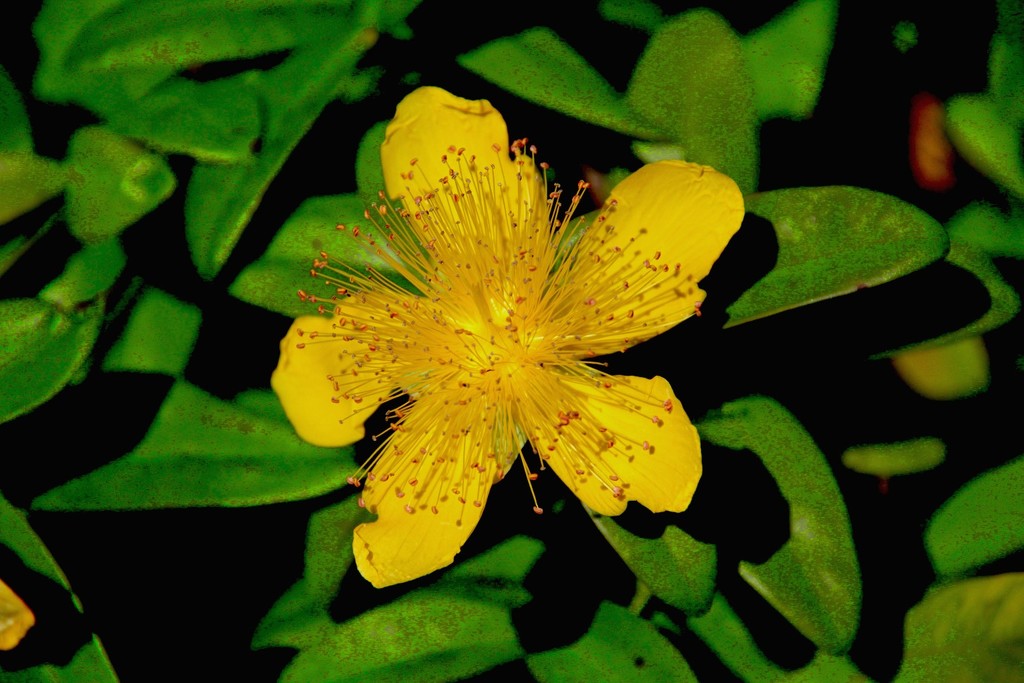 Yellow Flower by jaybutterfield