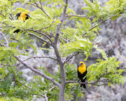 29th Jun 2017 - yellow headed blackbirds