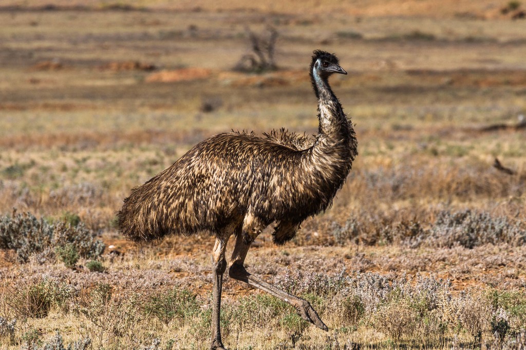 Wild emu by pusspup