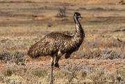 30th Jun 2017 - Wild emu