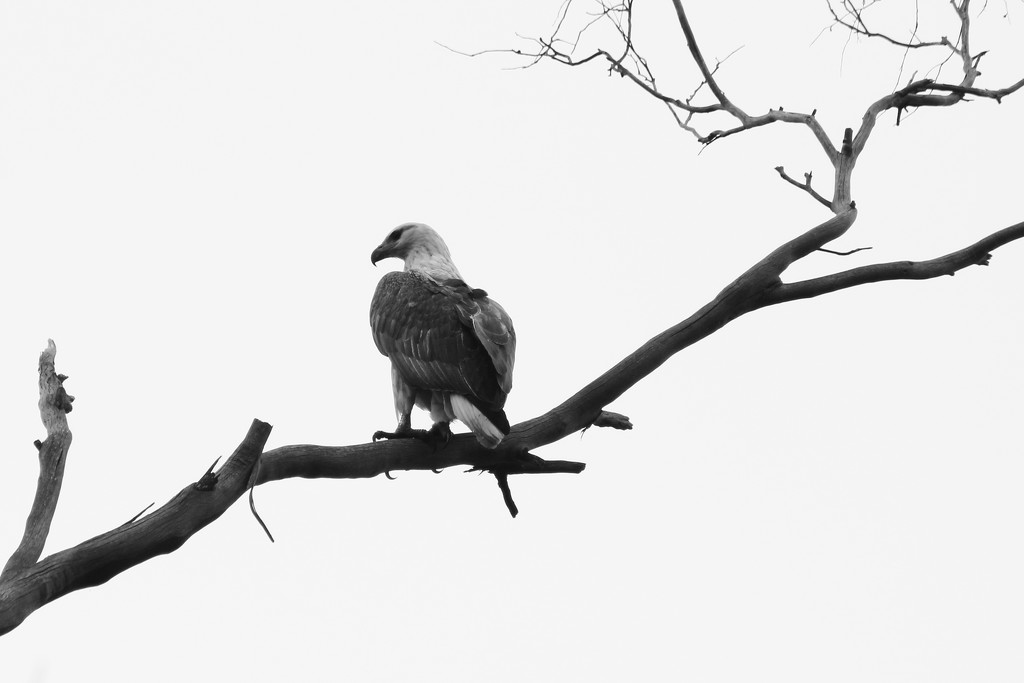 sea eagle holidaying in the bush by wenbow