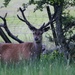 Red Deer by jamibann