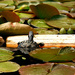 Turtle in the Lily Pads by gq