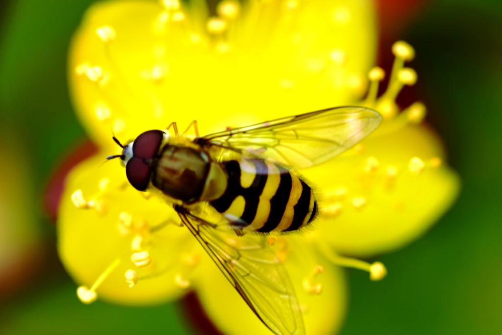 hoverfly by christophercox