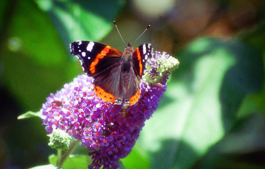 Red Admiral on Buddleia by fbailey