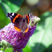 Red Admiral on Buddleia by fbailey