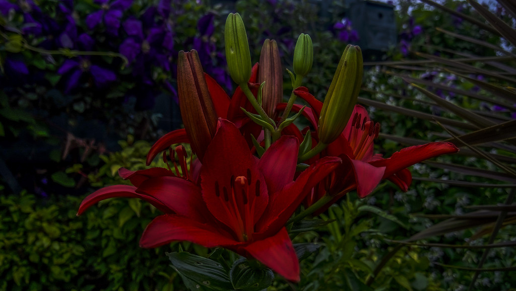 Red Lilly by tonygig
