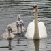 Swan and Cygnets on Llandrindod Lake  by susiemc