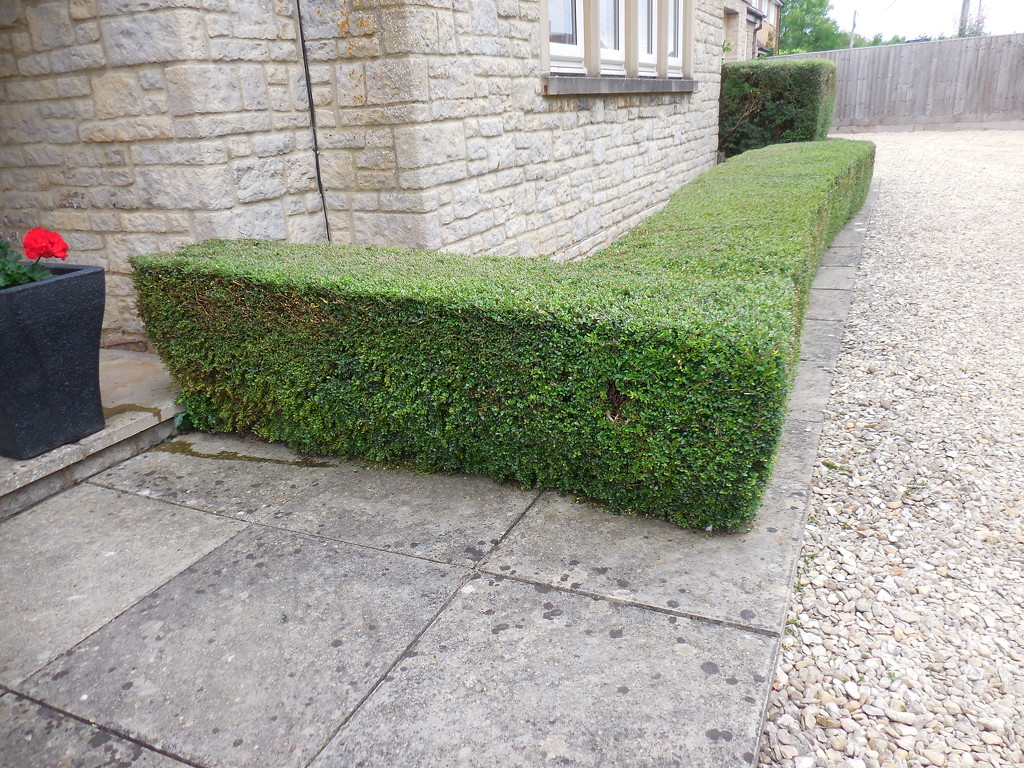 Front hedge so far .. by jon_lip