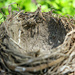 Nest down — notice how clean inside by rhoing