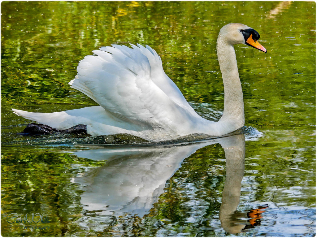 Swan In A Hurry by carolmw