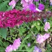 Buddleia Flower by cataylor41