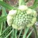 Scabbious Flower bud by cataylor41