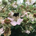 Busy bee by 365projectmaxine