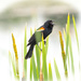 Red Winged Blackbird Sings by rminer