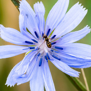 30th Jun 2017 - Chicory and Bee