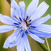Chicory and Bee by rminer