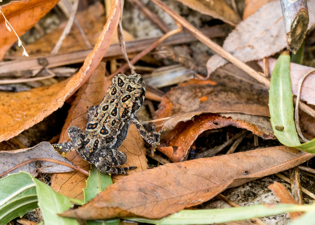 American Toad by rminer