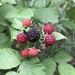 Wild raspberries  by susanharvey