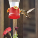 Hummingbird by dsp2