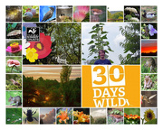 30th Jun 2017 - Collage of 30 Days Wild